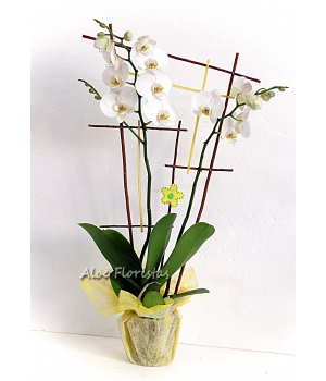 Orquidea Phaleanopsis Blanca