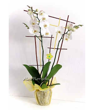 Orquidea Phaleanopsis Blanca Orquidea Phaleanopsis Blanca