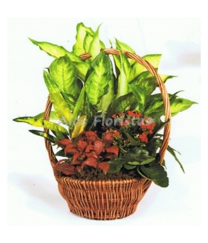 Cesta Plantas Naturales Nº 1 Cesta Plantas Naturales Nº 1