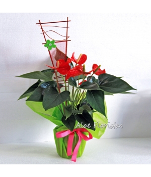 Planta Anthurium Rojo